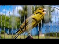 The most PLEASANT Canary training song