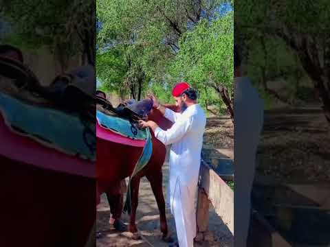 گھوڑی کو تیار کرنے کی ویڈیو      گھوڑا  
