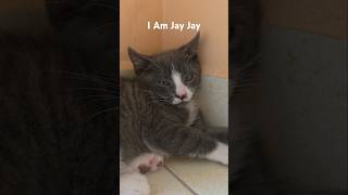 Celebrity Hii I Am Relaxing On My Floor #cat #kitten #sleep #highlights #kitty #cute Net Worth