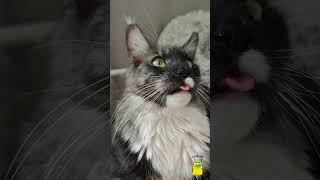 The cat shows its tongue