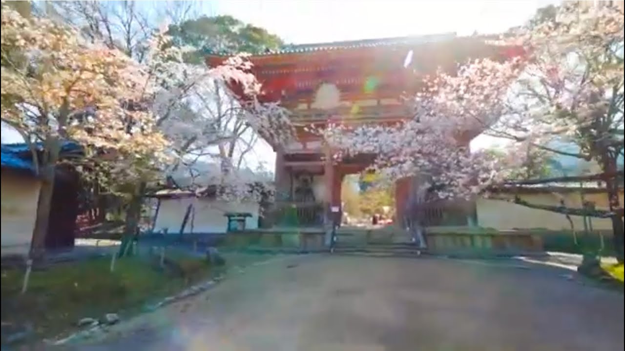 京都是日本眾多賞櫻勝地的聚集地 21年的最佳觀賞時期是什麼時候 Caede L Elisir 紅楓葉 愛麗絲亞京都