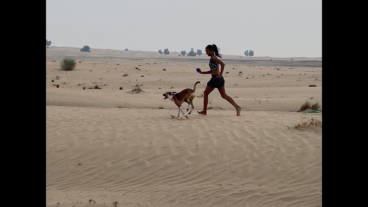 Train a dog with empathy. Watch video till the end for training tips from the trainer.