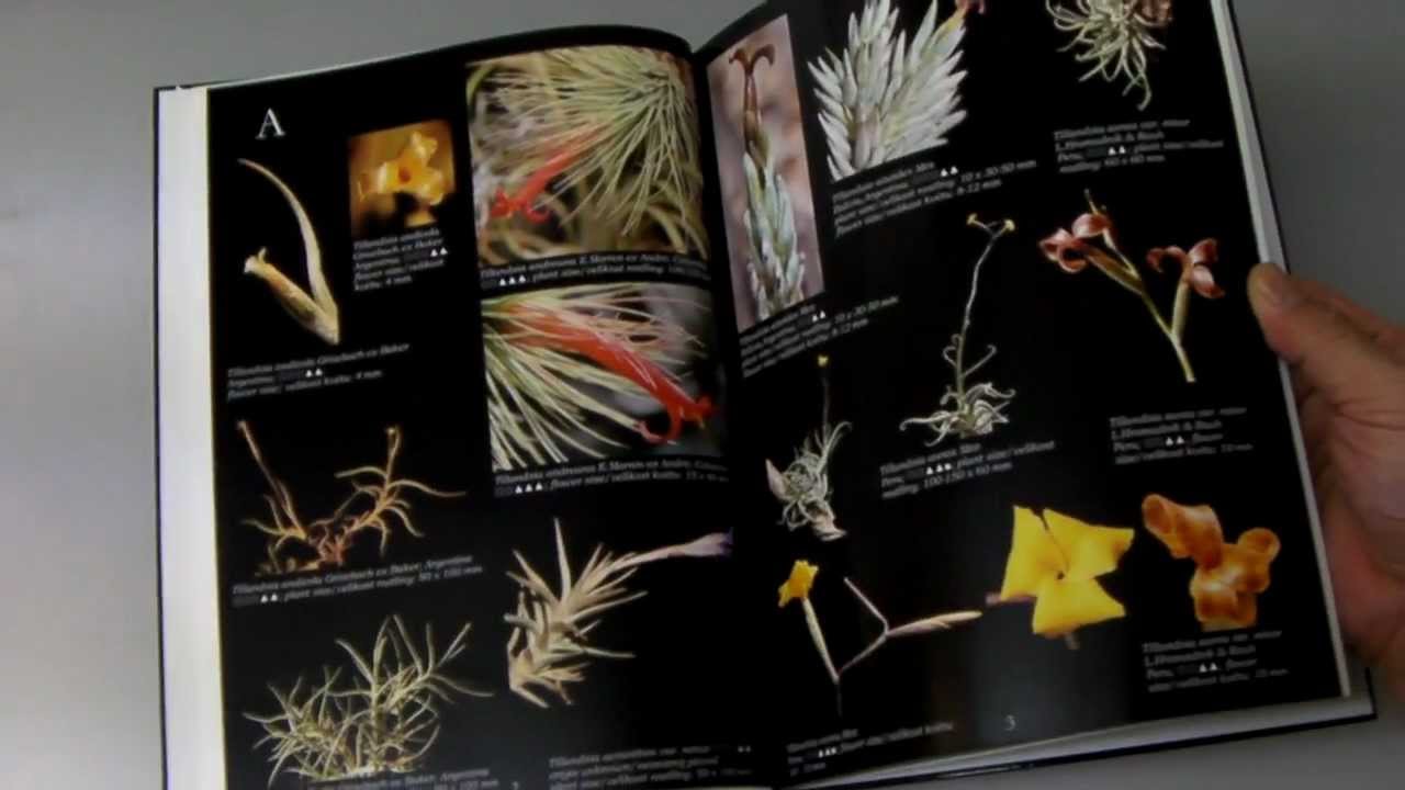 WORLD OF TILLANDSIAS
