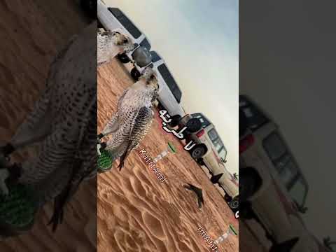 شيلة أحبه موت لو الجرح باقي سقاك الله يا يوم التلاقي تصميمي شيلات