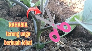 Pruning terong ungu umur 1 bulan