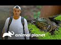 Frank se faz passar por uma princesa e beija uma rã | Perdido na Califórnia | Animal Planet Brasil