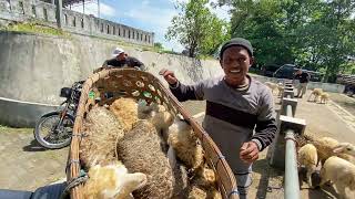 Download Lagu Harga Domba 200 Ribuan Cempe Bakalan Jantan Betina Murah Pasar Kliwon Domba Kranggan Temanggung 2026 MP3