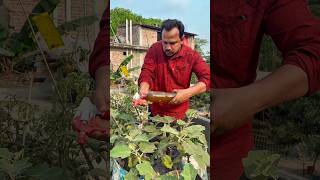 Get Rid of All Sucking Pests on Eggplant Plants with This Powerful Spray #Eggplant #BrinjalFarming