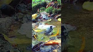 Chickadee Bath in Mountain Spring