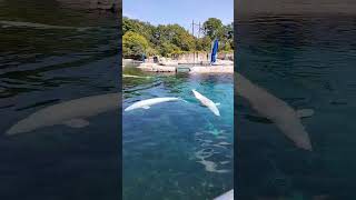 Beluga Whales Mystic Aquarium