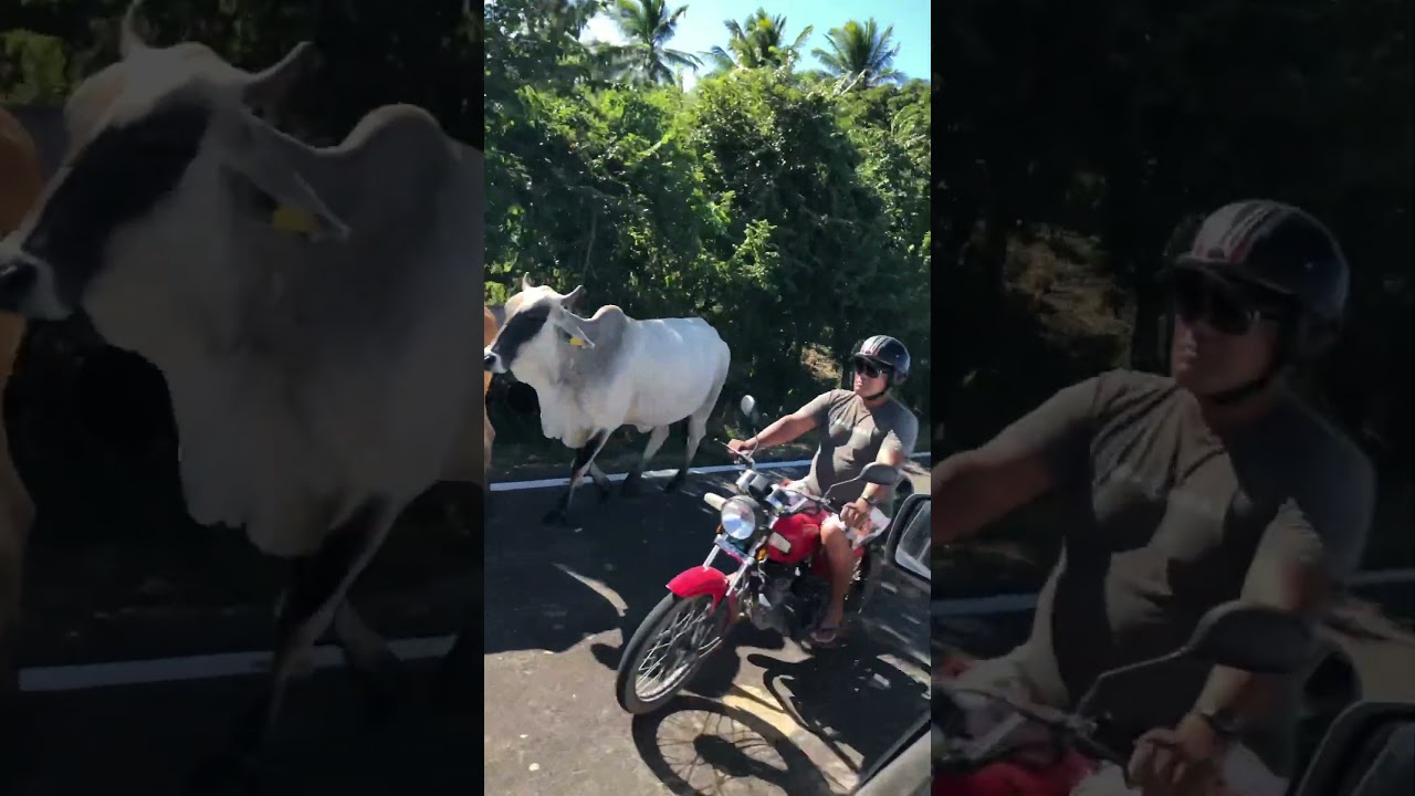 Cow roadblock in Mazatlán 