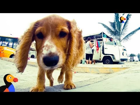 Video: Kuriuose gelbėjimo šunys perima NYC ir partijos gatves su James Franco