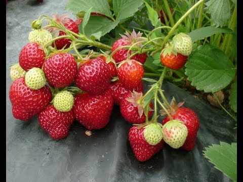 Video: Sëmundja Clasterosporium E Frutave Të Gurit