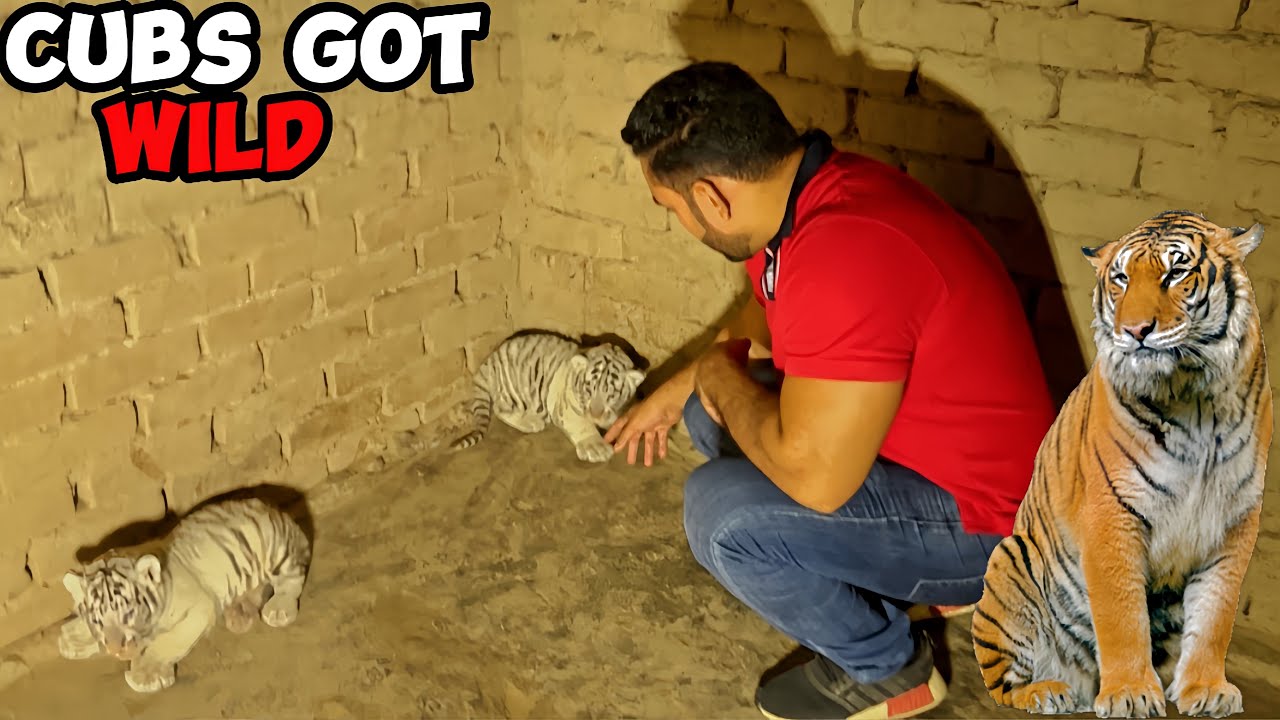 Gabbar & Thomas Wild Ho gaye 🐯😲🐅