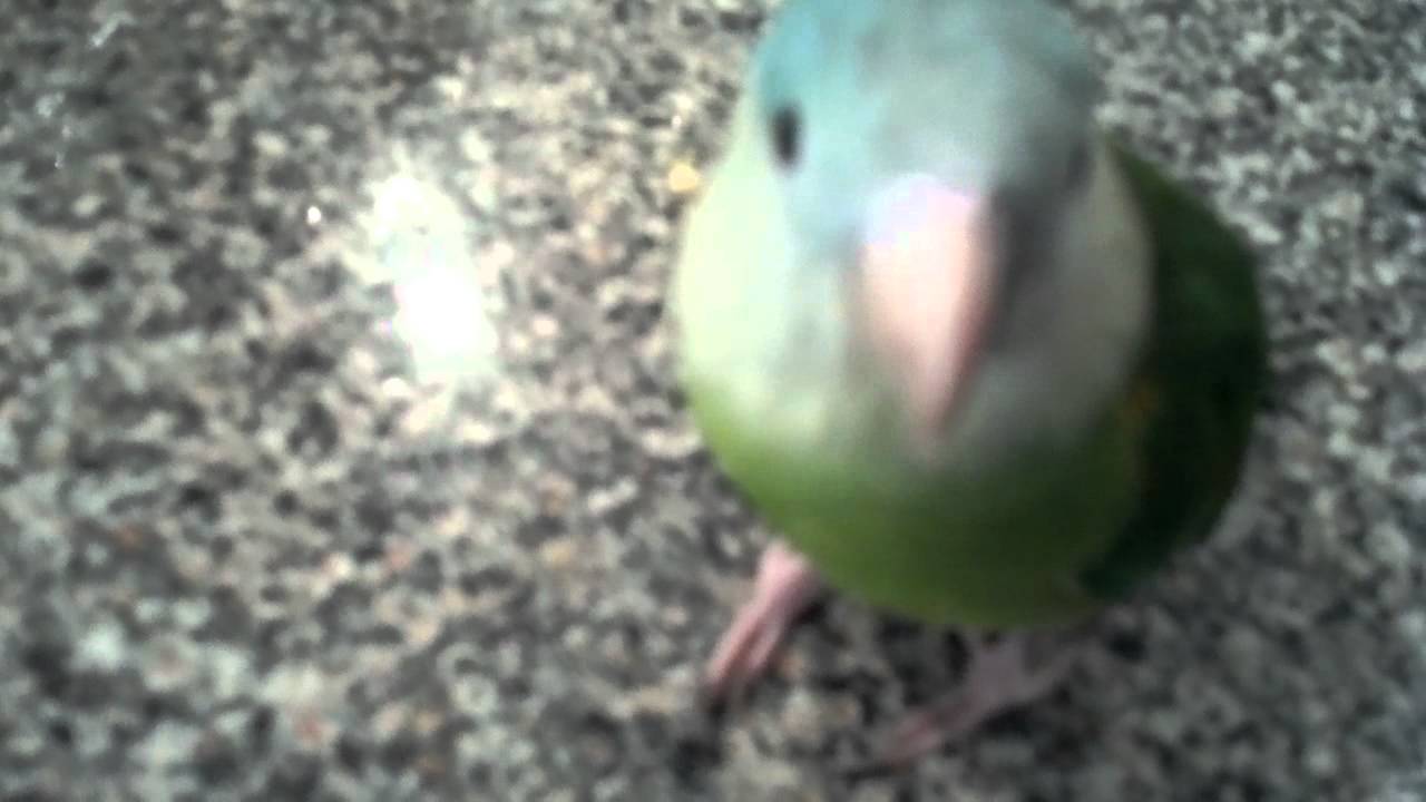 Petey the grey cheeked parakeet running around on the island. 