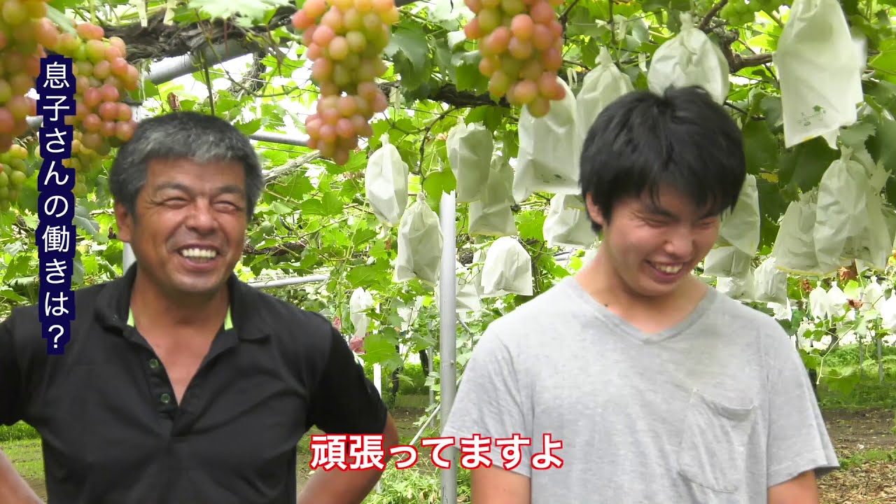 さつま 観光 ぶどう 園