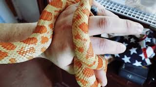 Nova, gopher-corn snake hybrid