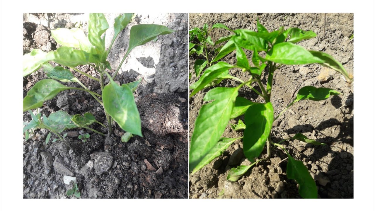 طريقة تسميد الفلفل بالسماد الطبيعي (مخلفات الحيوانان)و اي نوع السماد افصل و كم من الوقت لتضهر نتيجة