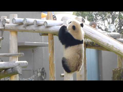 白浜アドベンチャーワールド　兄弟パンダ　2012年