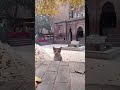 CUTE CAT 😂👀#shortsvideo #aesthetic #cat #catvideos #wow