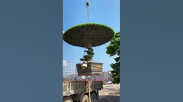 Garden landscape tree lifting process- Good tools and machinery make work easy