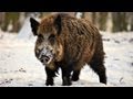 Hunting Giant Wild Boar in Hungary