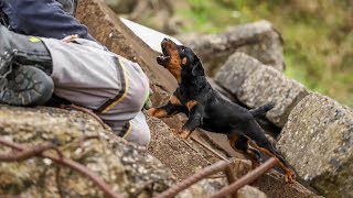 Deutscher Jagdterrier Welpe Gustl, 9.-13. Woche, Rettungshundetraining Trümmer