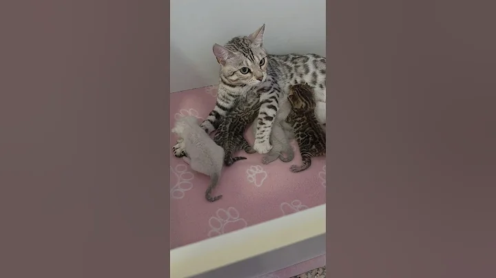 Video 10507771: brown bengal kitten, bengal litter, bengal color