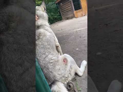 ТРАГЕДИЯ НА БЕЗЕ ОТДЫХА «GREEN PARK»