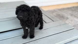 Mini Labradoodles learning to sit and come.