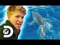 Robert irwin swims with great white sharks for the first time  crikey its shark week