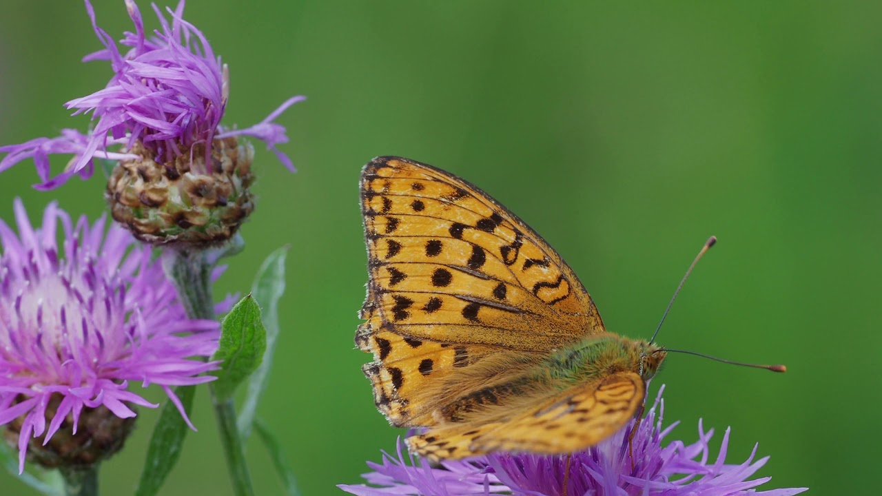 Argynnis aglaja, Dark Green Fritillary, Перламутровка Аглая (source 28-07-2018)