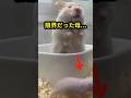 18匹を守り続けた母ハムスター…やっと訪れた小さな休息