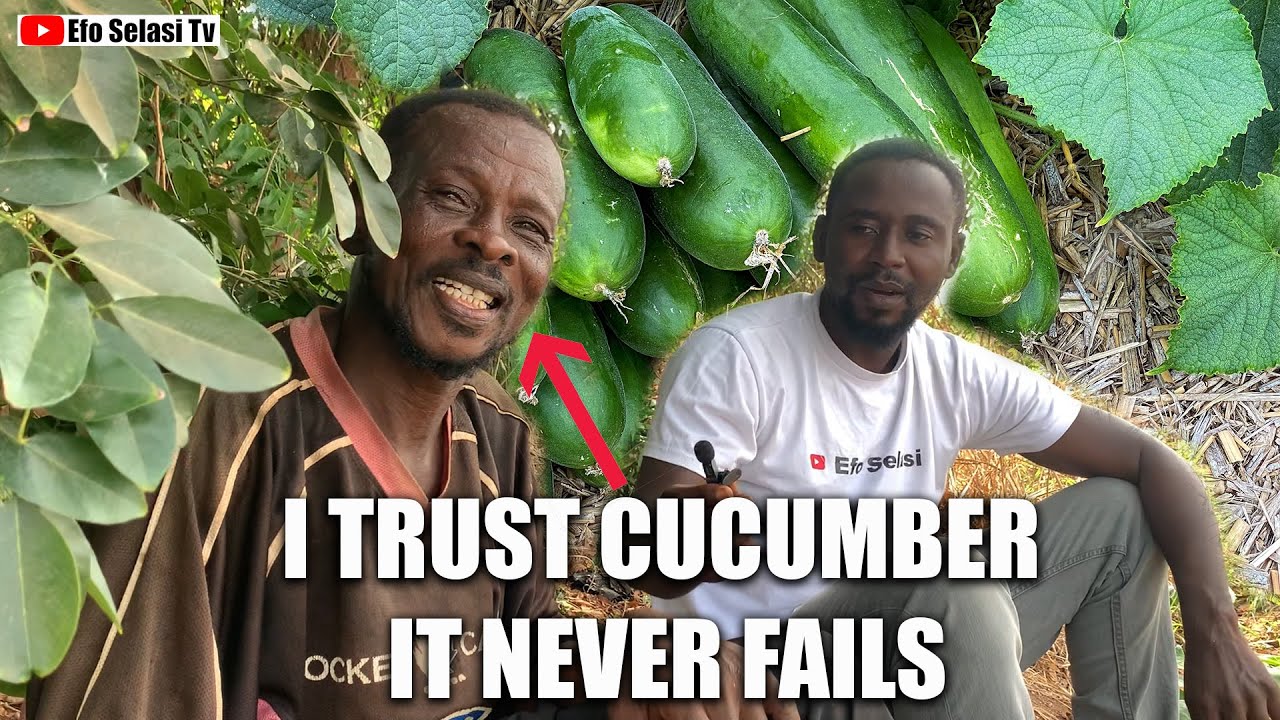 Cucumber farming in Ghana || How He is Making Thousands of Cedis with Cucumber Farming in Ghana.