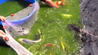 Japanese Koi Harvest *FULL With Colorful Fish Japanese Koi Harvest *FULL With Colorful Fish