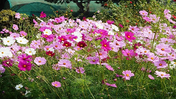 Happy New Year wishes video messages