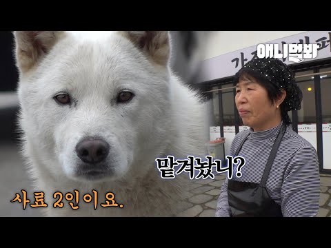 떠돌이 백구 밥을 7개월 동안 챙겨줬더니 생긴 일ㅣHelped <strong>a</strong> White-Furred <strong>Dog</strong> Being Chased <strong>by</strong> Wild Dogs