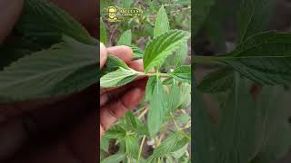 Feuilles de verveine