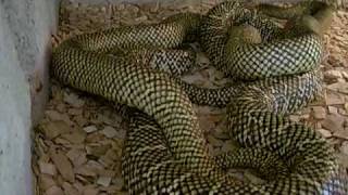 Parings Gedrag Lampro G. Floridana.avi