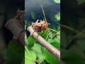Thorny cricket