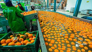 Amazing Food Processing Machine - Oranges, Grapefruit processing line Technology