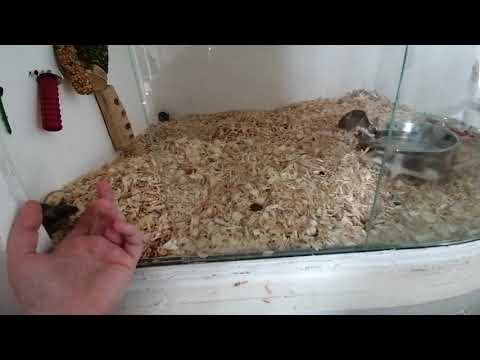 How to care for wild mouse and pet