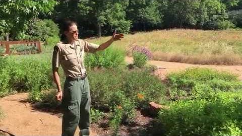 Waco Parks and Recreation - Wildflowers at Miss Nellie