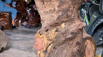 GL gốc cẩm chỉ krôngpa ôm đá tự nhiên 21kg đục đẽo các kiểu bác nào thiện chí lh 0338918991