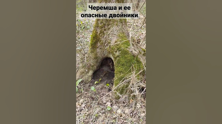 черемша и ее опасные двойники #nature #hiking