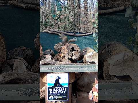 Squirrels | The Tail "Flag" says it all   #nature  #Shorts #cute