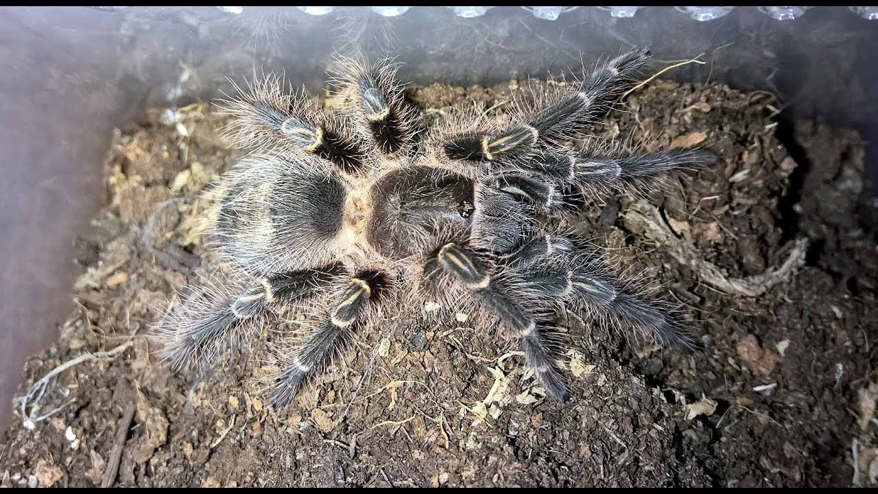 Grammostola pulchripes 