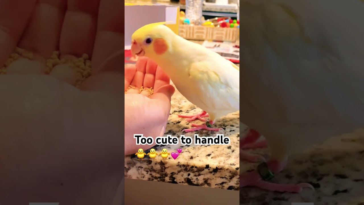 Feeding my cockatiel by hand = Therapy💛🧡