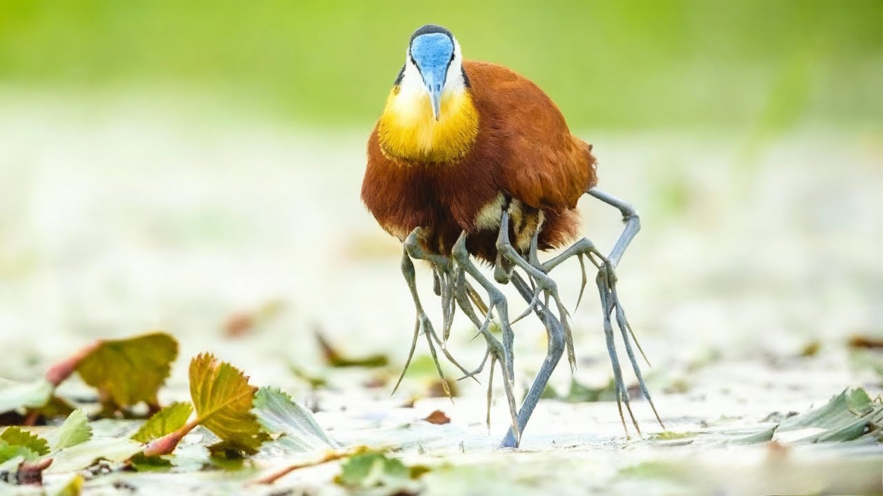 7 Uccelli STRANI di cui Non Crederai all’ESISTENZA