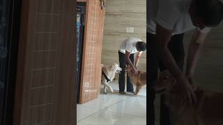 bittu love 💕 #bittu #bittu #goldenretreiver #trending #funny #pets #youtubeshorts #trending